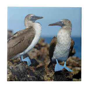 Galapagos Islands, Isabela Island Fliese