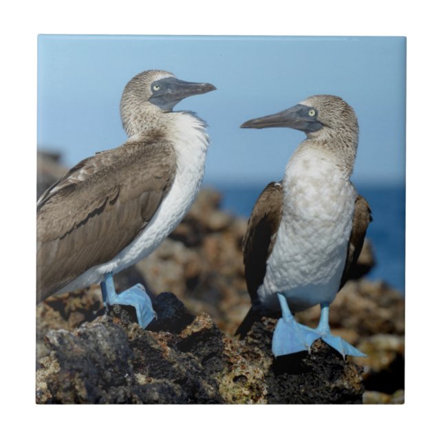 Galapagos Islands, Isabela Island Fliese (Vorderseite)