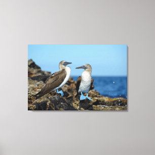 Galapagos Islands, Isabela Island Leinwanddruck