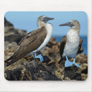 Galapagos Islands, Isabela Island Mousepad