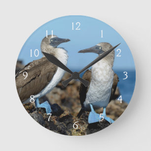 Galapagos Islands, Isabela Island Runde Wanduhr