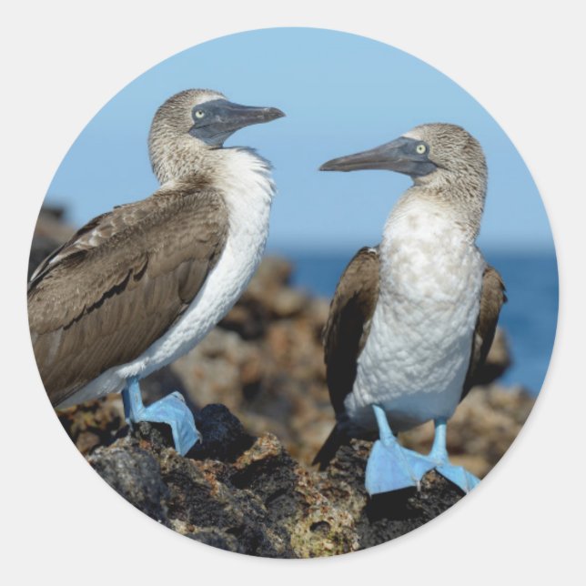 Galapagos Islands, Isabela Island Runder Aufkleber (Vorderseite)
