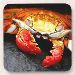 Galapagos-Krabbe Getränkeuntersetzer