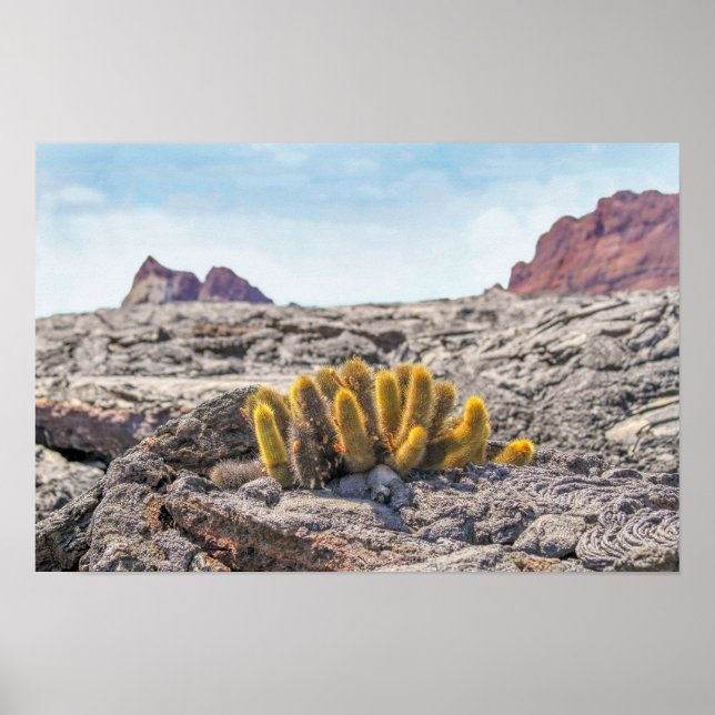 Galapagos Lava Cactus, Ecuador Poster (Vorne)