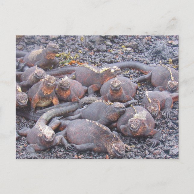 Galapagos-Leguanas-Postkarte Postkarte (Vorderseite)