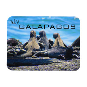 Galapagos-Leguane Magnet