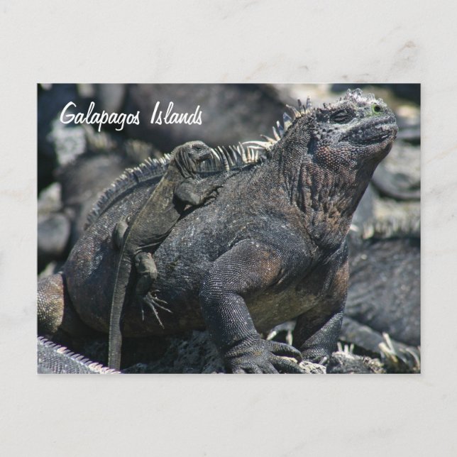 Galapagos Marine Iguana mit Kind Postkarte (Vorderseite)