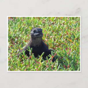 Galapagos Meerechse Postkarte