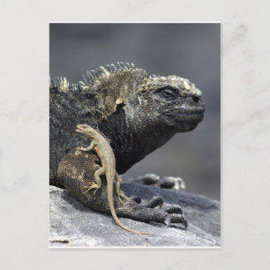 Galapagos Meerechse und Lavaechse Postkarte