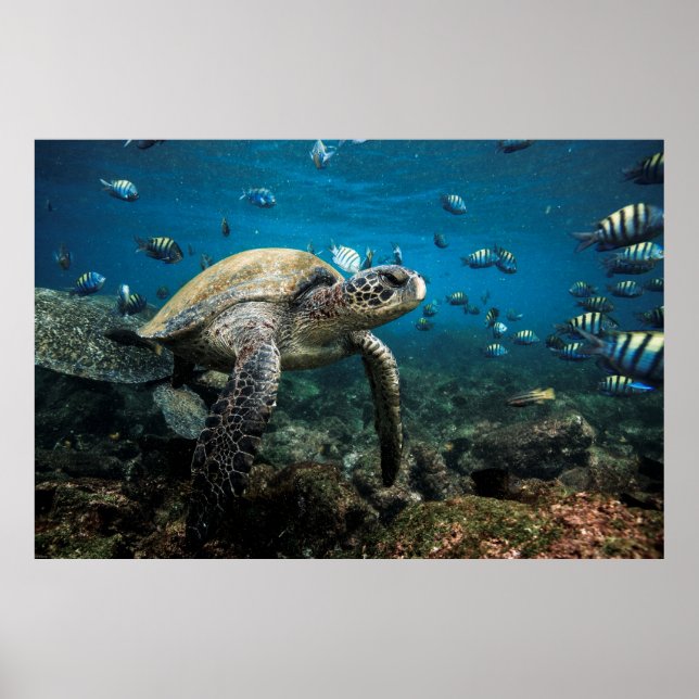Galápagos-Meeresschildkröte mit sergeant Major Fis Poster (Vorne)
