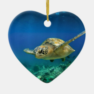 Galapagos-Paradies, grüne Meeresschildkröte unter  Keramikornament