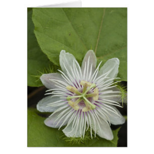 Galapagos Passion Blume Passiflora foetida