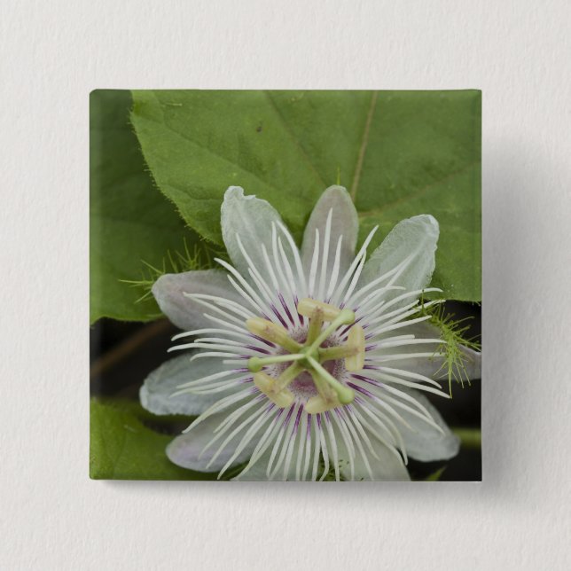 Galapagos Passion Blume Passiflora foetida Button (Vorderseite)