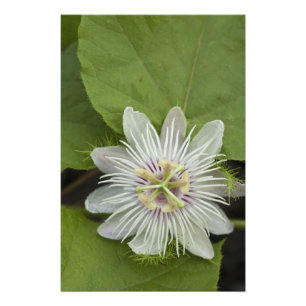 Galapagos Passion Blume Passiflora Foetida Fotodruck