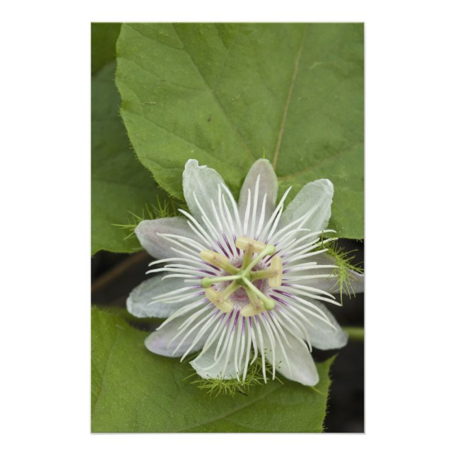 Galapagos Passion Blume Passiflora Foetida Fotodruck (Vorne)