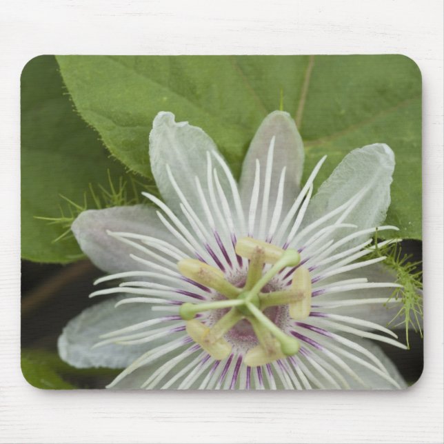 Galapagos Passion Blume Passiflora foetida Mousepad (Vorne)