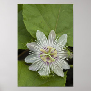 Galapagos Passion Blume Passiflora Foetida Poster