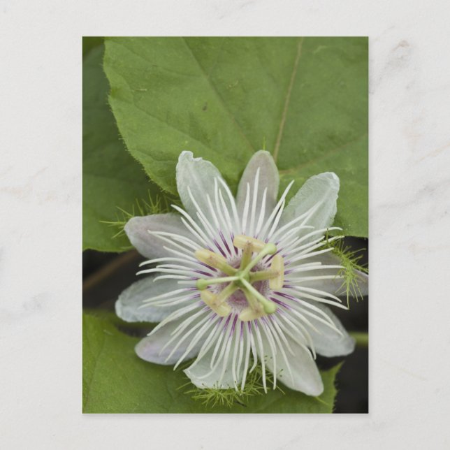 Galapagos Passion Blume Passiflora Foetida Postkarte (Vorderseite)