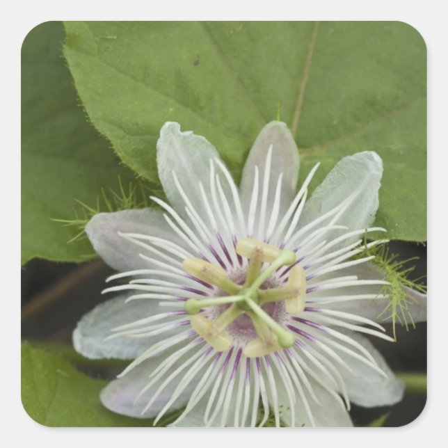 Galapagos Passion Blume Passiflora Foetida Quadratischer Aufkleber (Vorderseite)