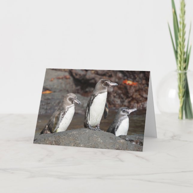 Galapagos Penguins Folded Greeting Card Karte (Vorderseite)