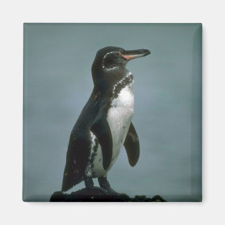 Galapagos' Pinguin auf dem Felsen von Lava Magnet