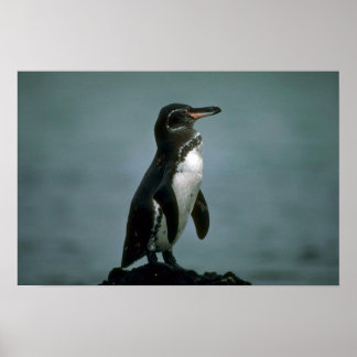 Galapagos' Pinguin auf dem Felsen von Lava Poster