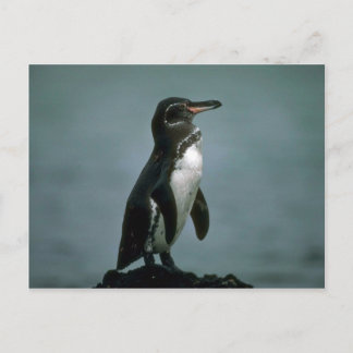 Galapagos' Pinguin auf dem Felsen von Lava Postkarte