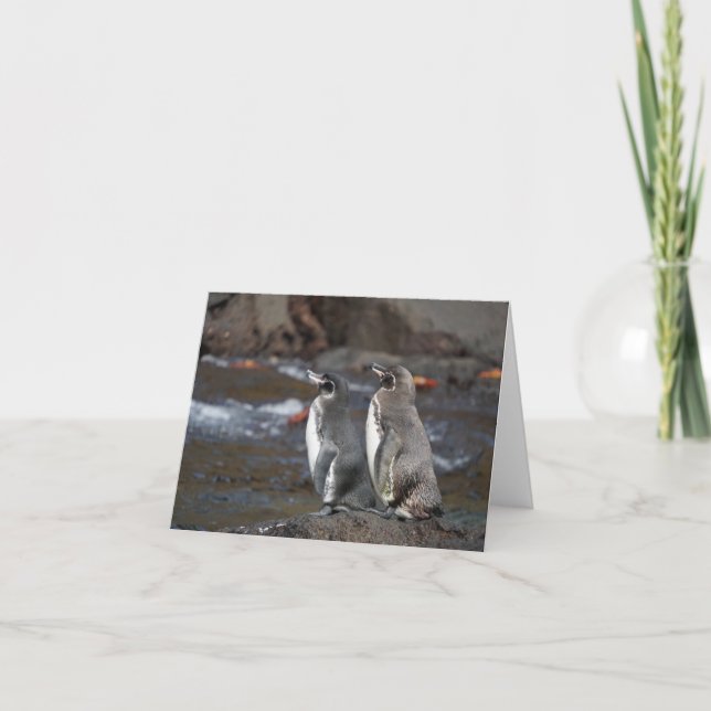 Galapagos-Pinguin-Paar-Grußkarte Karte (Vorderseite)
