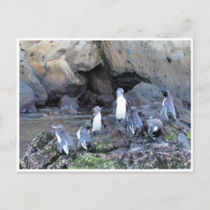 Galapagos-Pinguine Postkarte