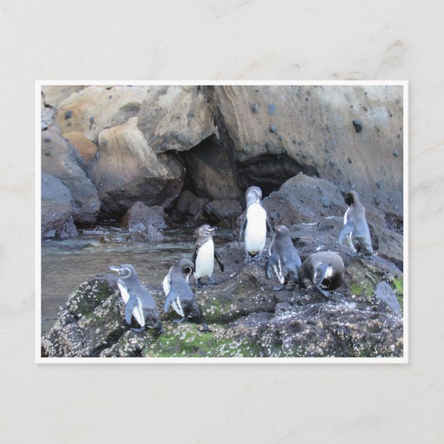 Galapagos-Pinguine Postkarte (Vorderseite)