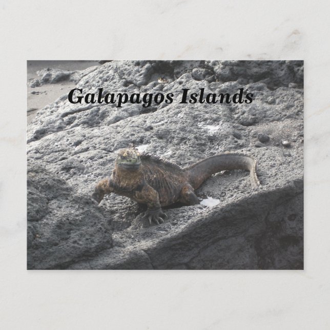 Galapagos Postkarte (Vorderseite)