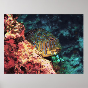 Galapagos-Riesenfisch Poster