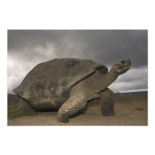Galapagos-Riesenschildkröte Geochelone Fotodruck