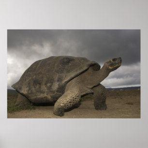 Galapagos-Riesenschildkröte Geochelone Poster