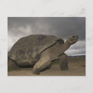 Galapagos-Riesenschildkröte Geochelone Postkarte