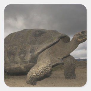 Galapagos-Riesenschildkröte Geochelone Quadratischer Aufkleber