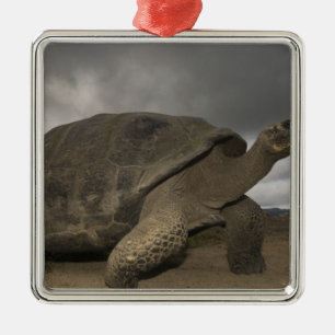 Galapagos-Riesenschildkröte Geochelone Silbernes Ornament