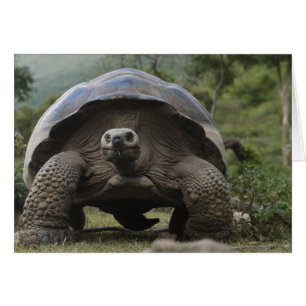 Galapagos-Riesenschildkröten Geochelone