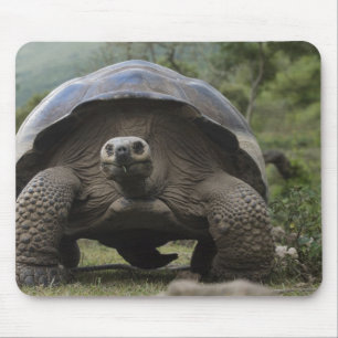 Galapagos-Riesenschildkröten Geochelone Mousepad