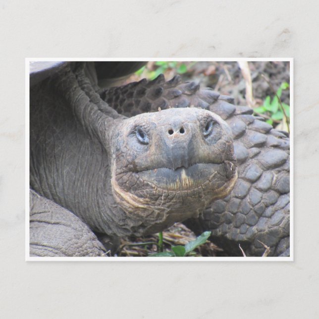 Galapagos-Riesenschildkrötengesicht Postkarte (Vorderseite)