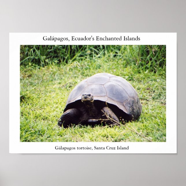 Galápagos-Schildkröte, so groß er auch sein will Poster (Vorne)