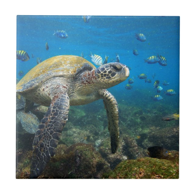 Galapagos-Schildkröten schwimmen in der Lagune Fliese (Vorderseite)