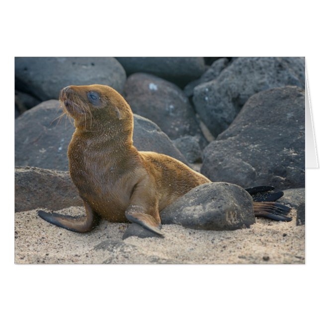 Galapagos Sea Lion (Vorderseite (Horizontal))