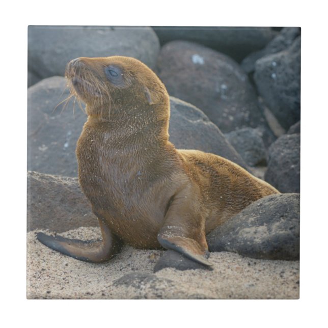 Galapagos Sea Lion Fliese (Vorderseite)