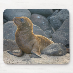 Galapagos Sea Lion Mousepad
