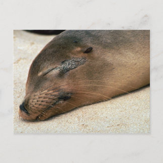 Galapagos Sea Lion Postkarte