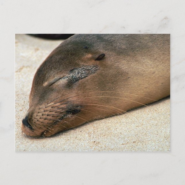 Galapagos Sea Lion Postkarte (Vorderseite)