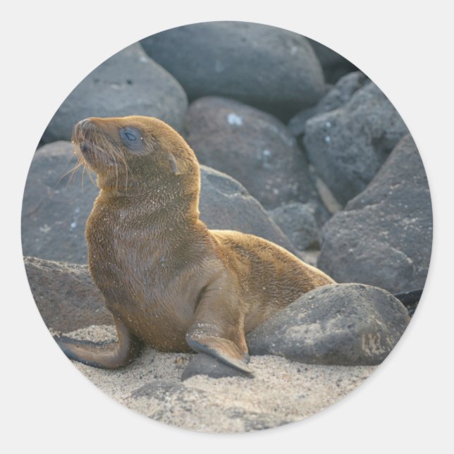 Galapagos Sea Lion Runder Aufkleber (Vorderseite)