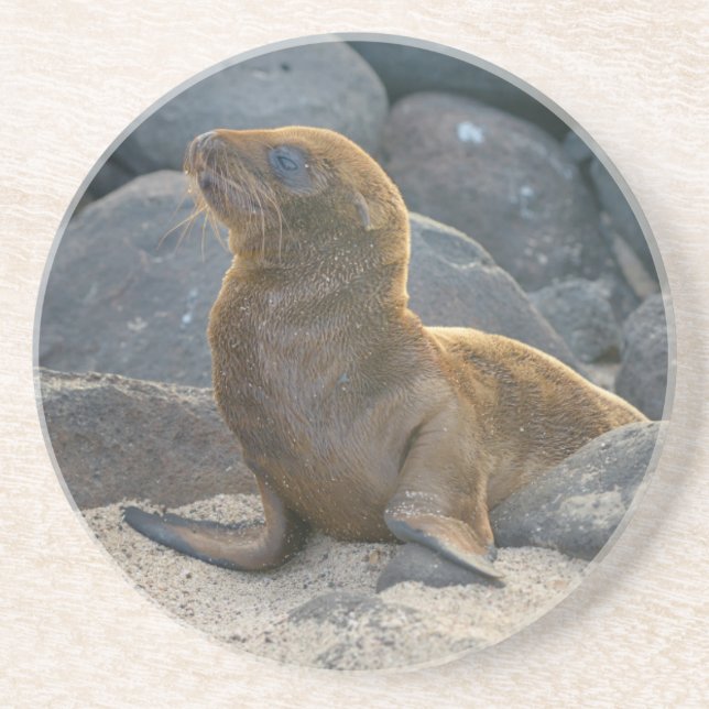 Galapagos Sea Lion Sandstein Untersetzer (Vorne)