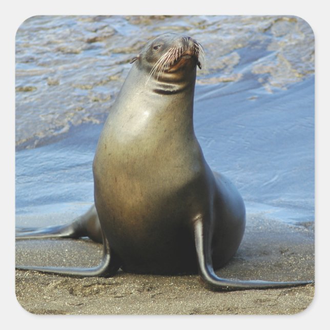 Galapagos Sea Lion Sticker 1 (Vorderseite)